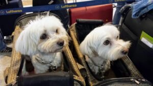 Delta Airlines In-Cabin Pet Policy